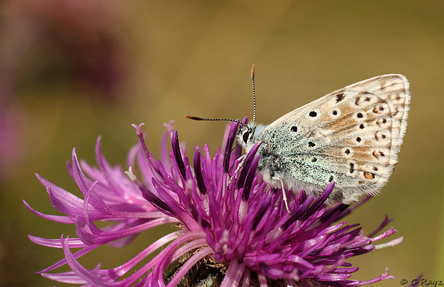 Early Chalk Hill Blue Polyommatus coridon