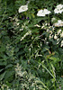 Arrhenatherum elatius