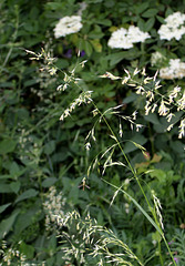 Arrhenatherum elatius