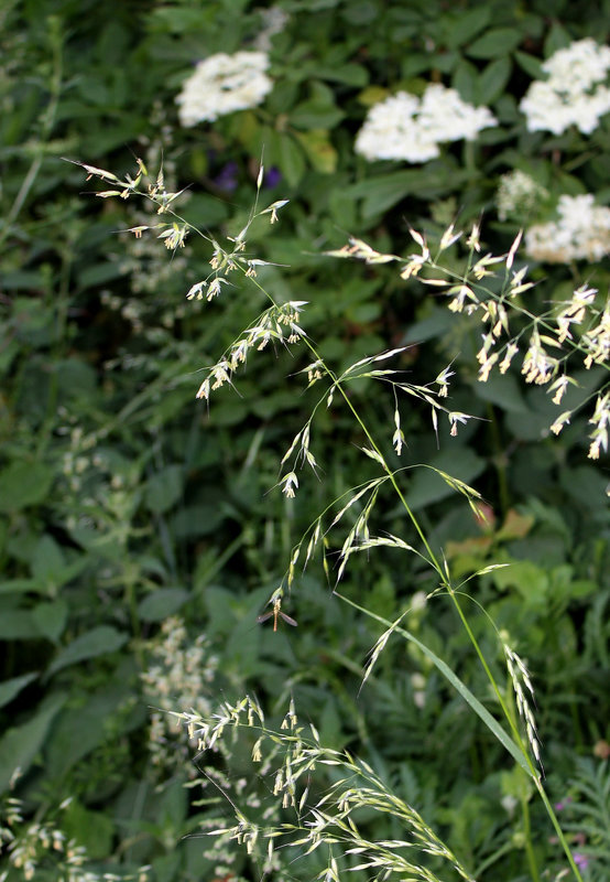 Arrhenatherum elatius
