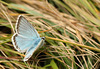 Chalk Hill Blue Polyommatus coridon