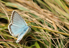 Chalk Hill Blue Polyommatus coridon