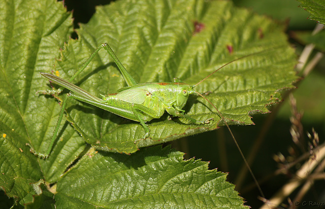 Great Green Bush Cricket Tettigonia viridissima