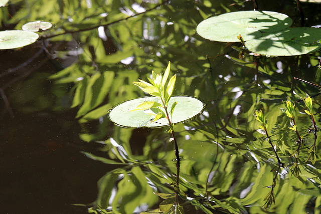 Green reflections