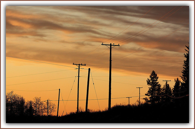 Telephone Poles.