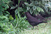 20140611 3417VRTw [D~LIP] Amsel [w] (Turdus merula), [Schwarzdrossel], Garten, Bad Salzuflen