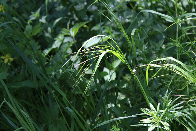 Bromus ramosus