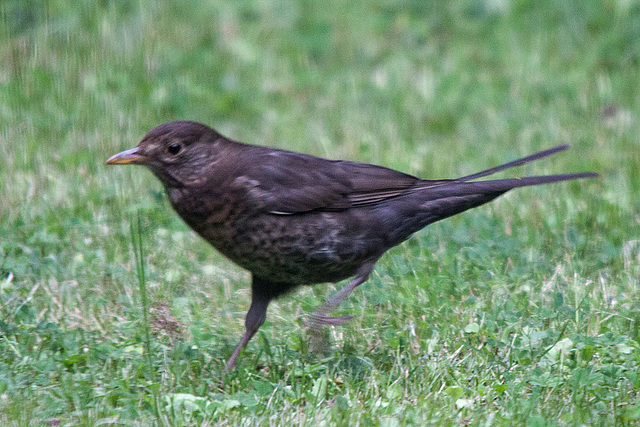 20140611 3416VRTw [D~LIP] Amsel [w] (Turdus merula), [Schwarzdrossel], Garten, Bad Salzuflen