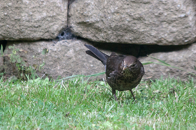 20140611 3415VRTw [D~LIP] Amsel [w] (Turdus merula), [Schwarzdrossel], Garten, Bad Salzuflen