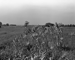 Lilies in the field