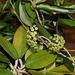 Hoya sp. affinis parasitica