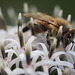 Bee Working Hard on White Globe Thistle