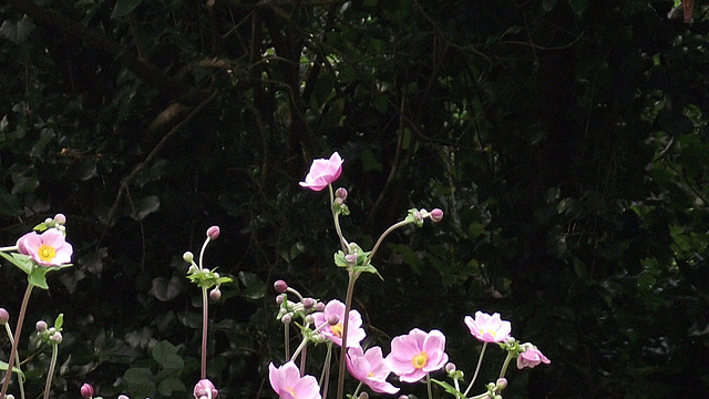 The anemones growing beautifully