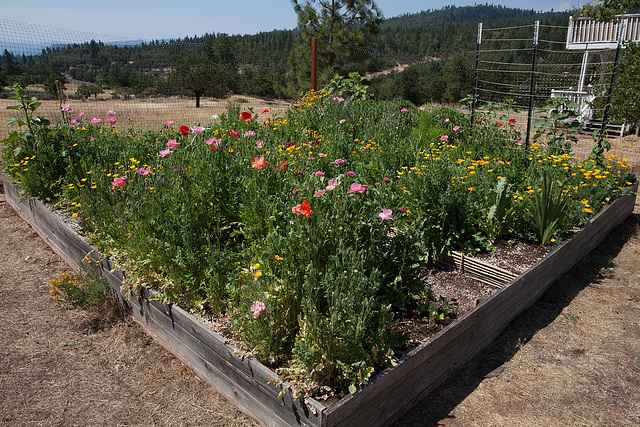 Garden Overview: North-East Corner