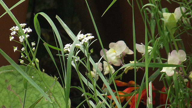 Some of the wildflowers struggling to survive in the front flower bed