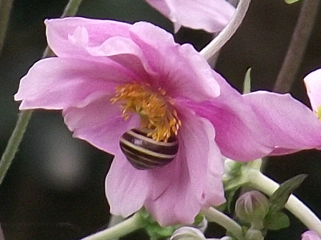 A tiny snail has crawled up into the centre of the anemone