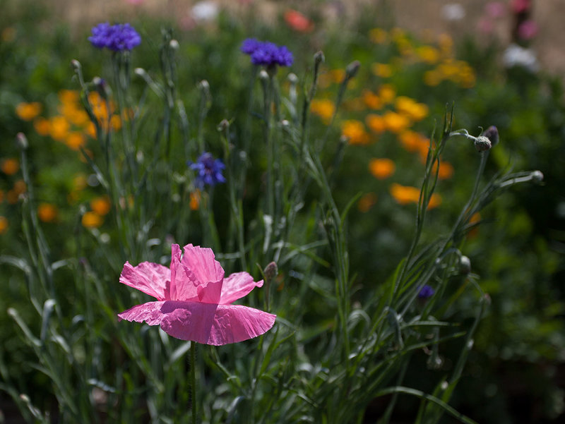 Bright Pink Corn Poppy in a Sea of Poppies