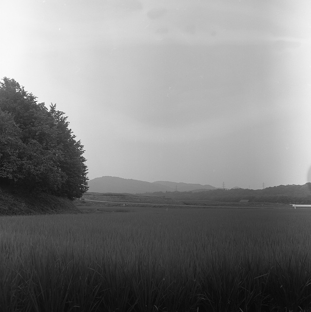 Paddy fields under the cloudy sky