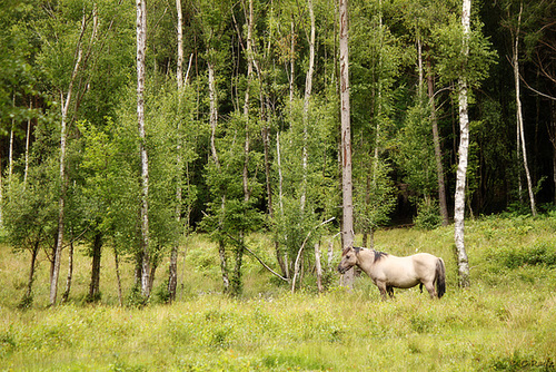 Konik Ponies @ Brede High Wood