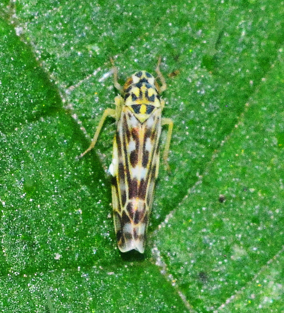 Leafhopper