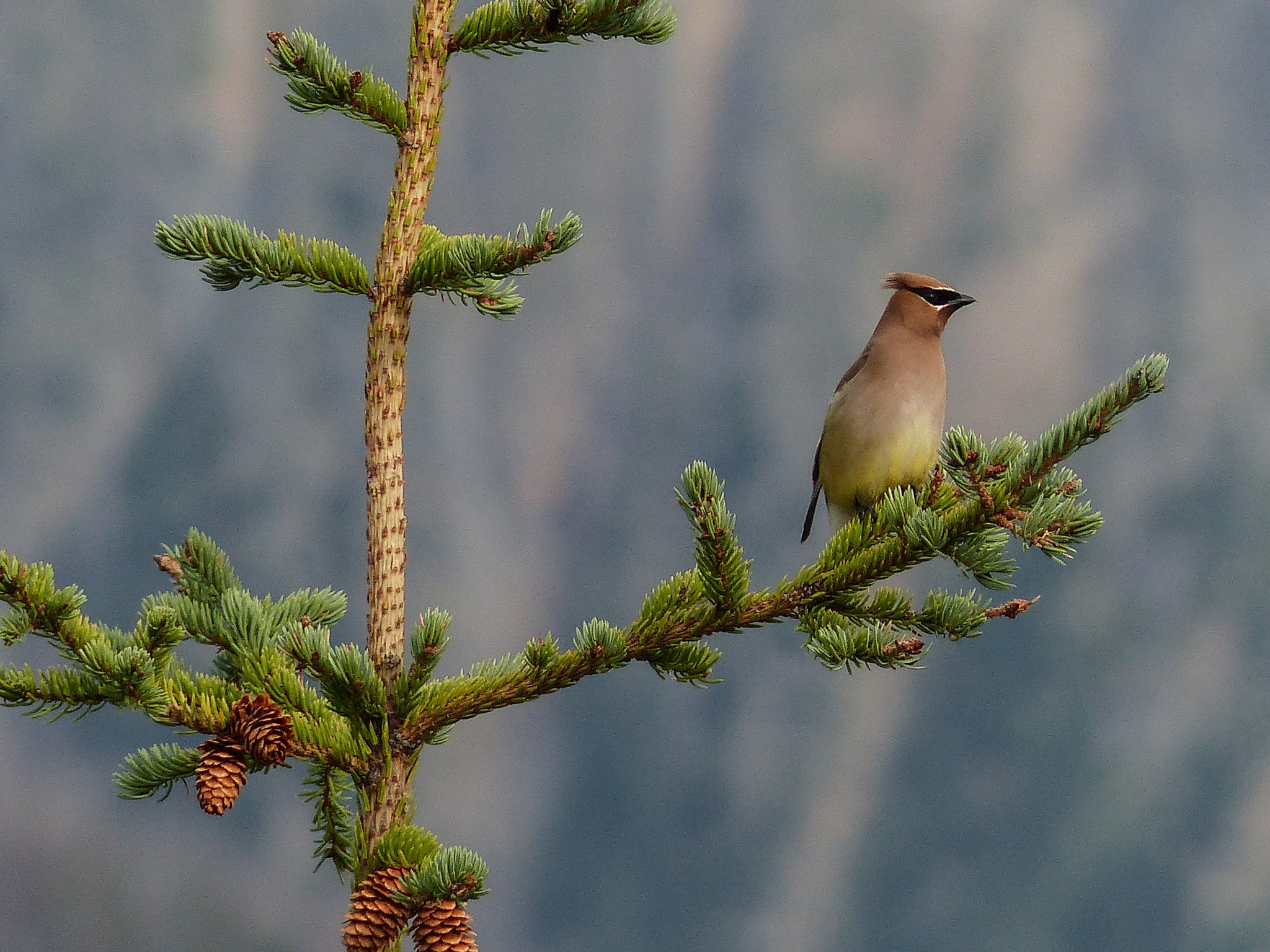 Cedar Waxwing with mountain bokeh