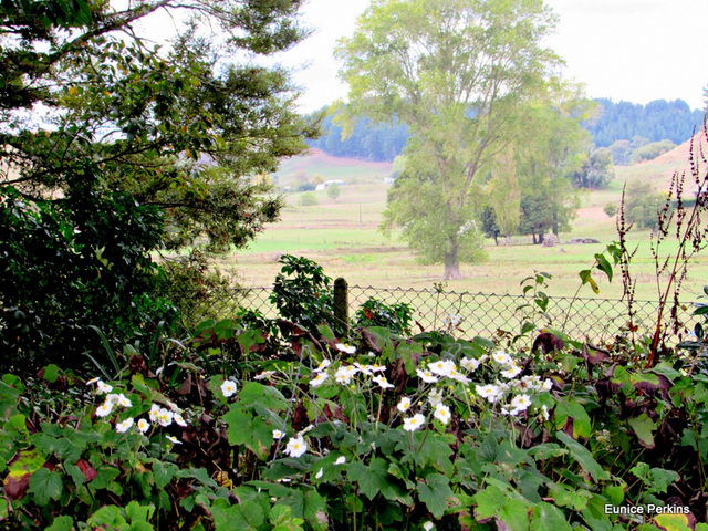 View Over the Flowers