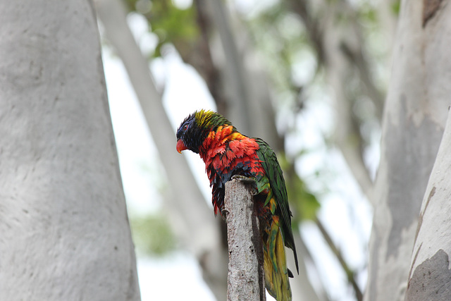 Wet Lorikeet