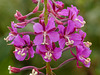 Eye-catching Fireweed