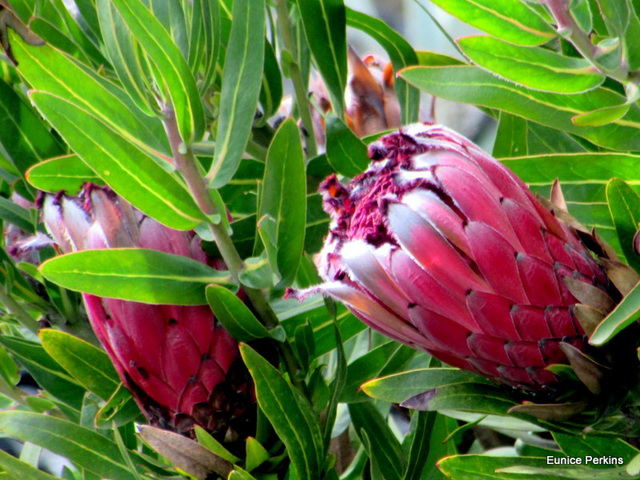 Proteas