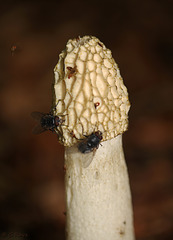 Common Stinkhorn Fungi Phallus impudicus