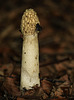 Common Stinkhorn Fungi