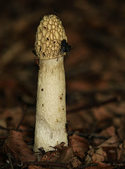 Common Stinkhorn Fungi