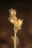 Yellow Birds Nest Monotropa hypopitys