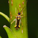 Bug.Campyloneura virgula