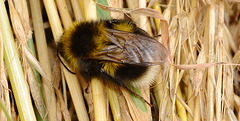 Resting Bee. Bombus hortorum?