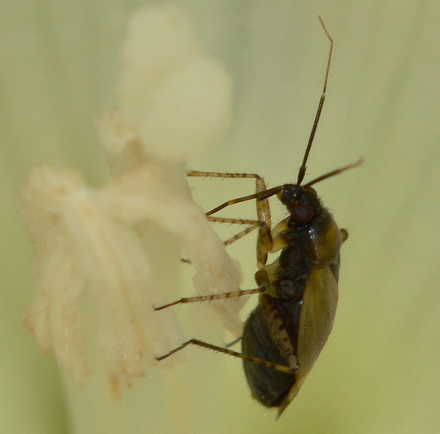 Bug in Bind Weed!