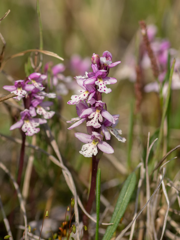 Amerorchis rotundifolia (Round-leaf orchid)