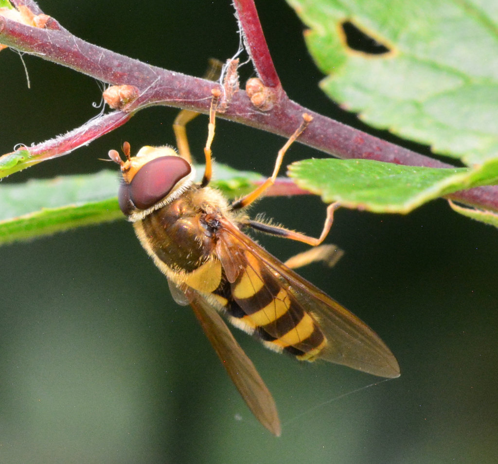 Hoverfly
