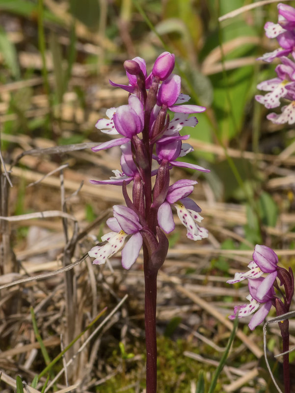 Amerorchis rotundifolia (Round-leaf orchid)