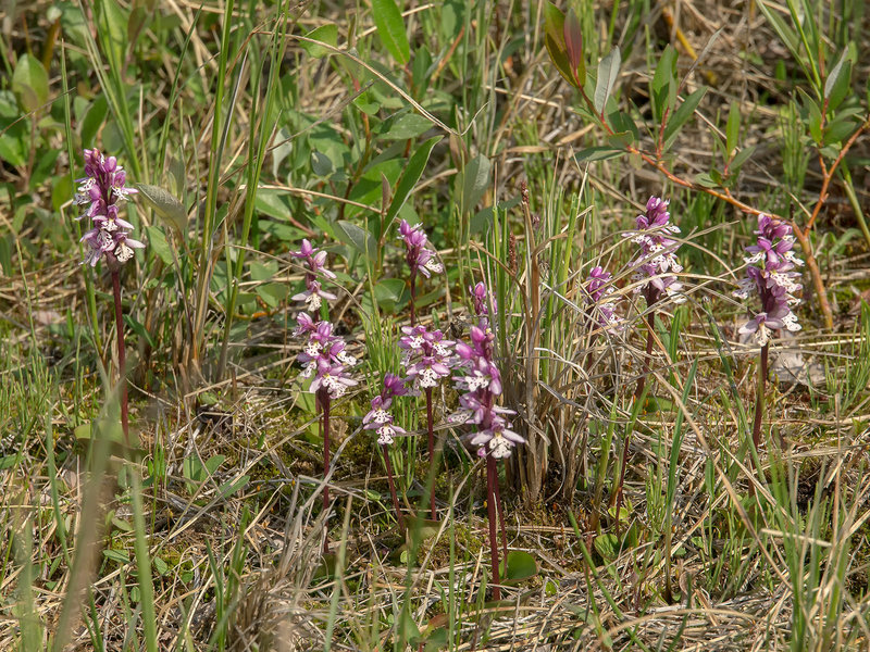 Amerorchis rotundifolia (Round-leaf orchid)