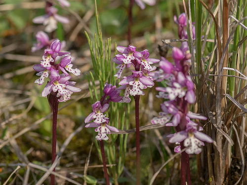 Amerorchis rotundifolia (Round-leaf orchid)