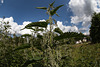 20140626 3666VRFw [D~LIP] Brennnessel (Utica dioica), Bad Salzuflen