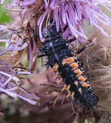 20140626 3665VRFw1 [D~LIP] Asiatischer Marienkäfer (Harmonia axyridis), Larve, Distel, Bad Salzuflen