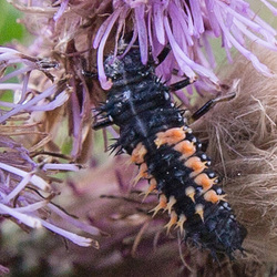 20140626 3665VRFw1 [D~LIP] Asiatischer Marienkäfer (Harmonia axyridis), Larve, Distel, Bad Salzuflen