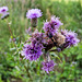 20140626 3665VRFw1 [D~LIP] Asiatischer Marienkäfer (Harmonia axyridis), Larve, Distel, Bad Salzuflen