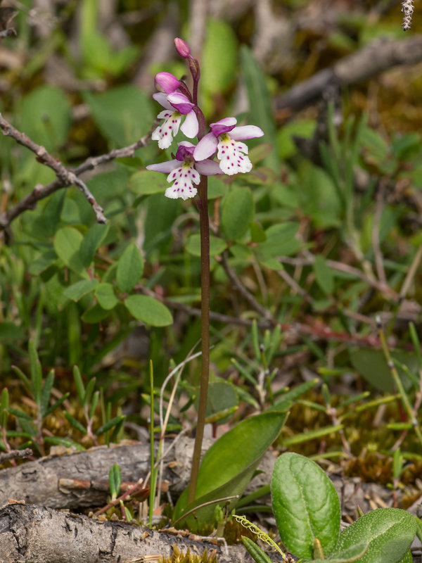 Amerorchis rotundifolia (Round-leaf orchid)