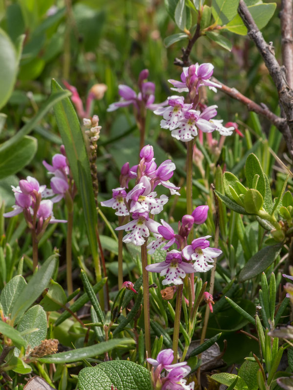 Amerorchis rotundifolia (Round-leaf orchid)