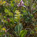 Platanthera obtusata subsp. obtusata forma collectanea and Amerorchis rotundifolia (Round-leaf orchid)