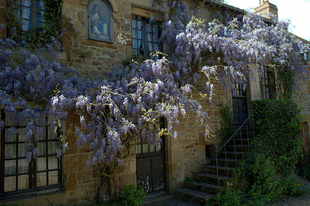 Glycines - Saint-Céneri-le-Gérei