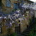 Glycines - Saint-Céneri-le-Gérei